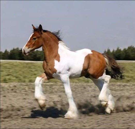 bay-tobiano-gypsy-vanner-pony