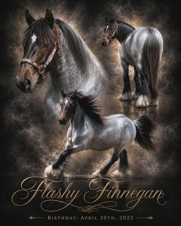 breeding-gypsy-vanner-pony