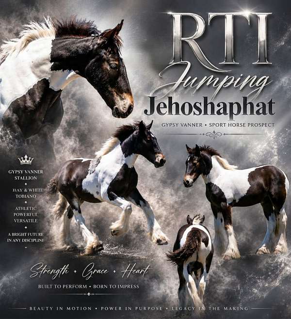 color-producer-gypsy-vanner-pony