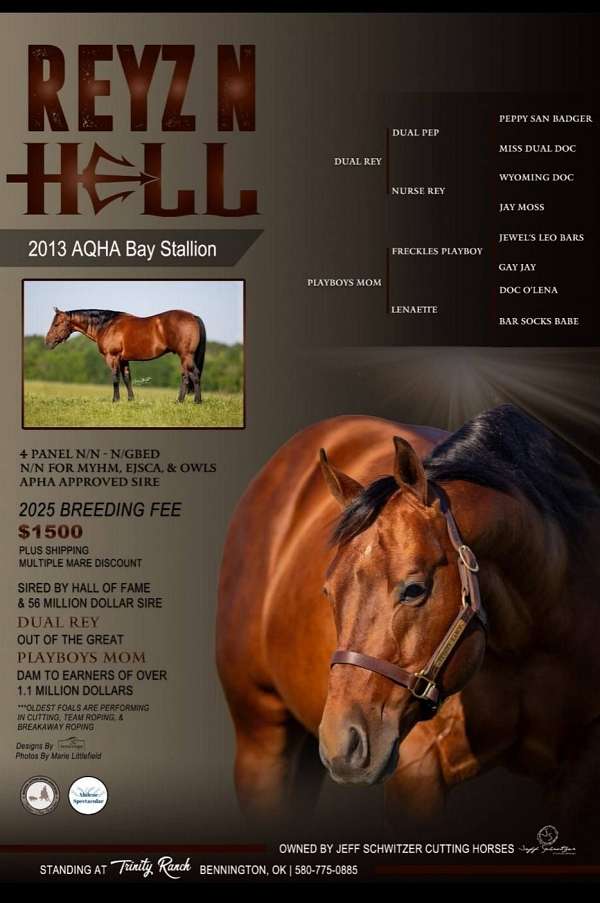 rh-coronet-horse