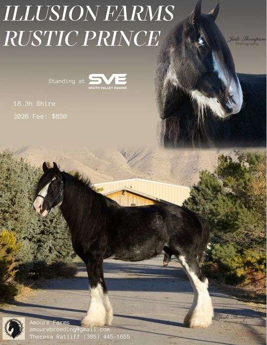 english-shire-horse