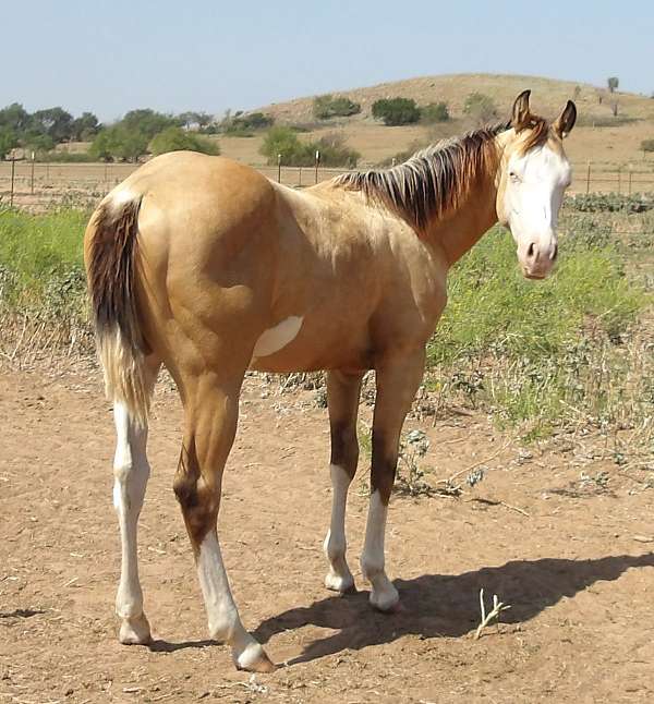 buckskin-splash-horse