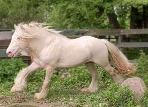cremello-solid-horse