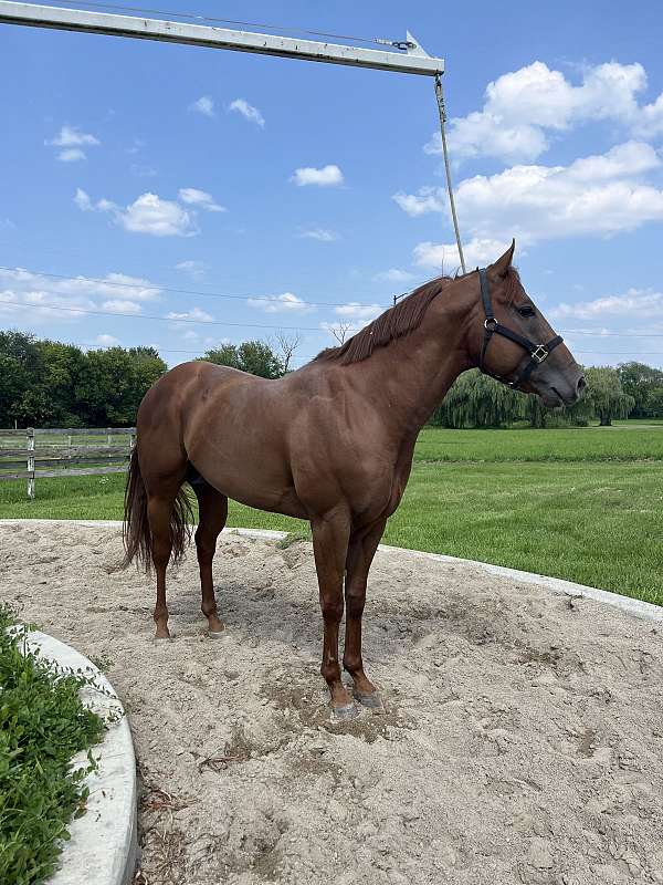 barrel-quarter-horse