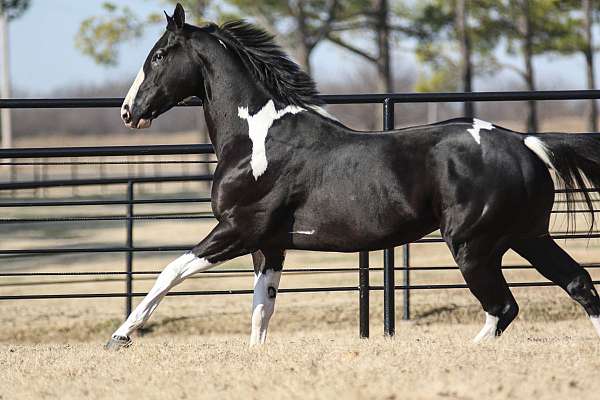 black-futurity-eligible-horse