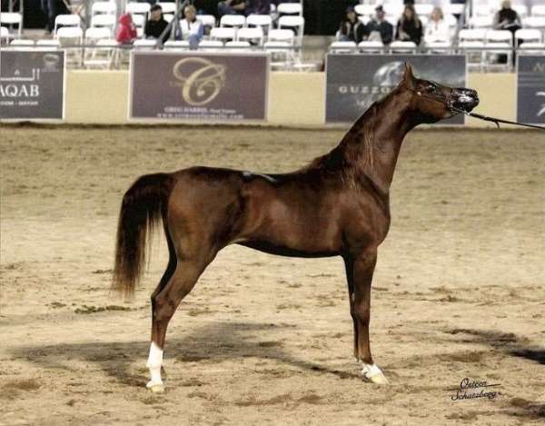 chestnut-white-socks-horse