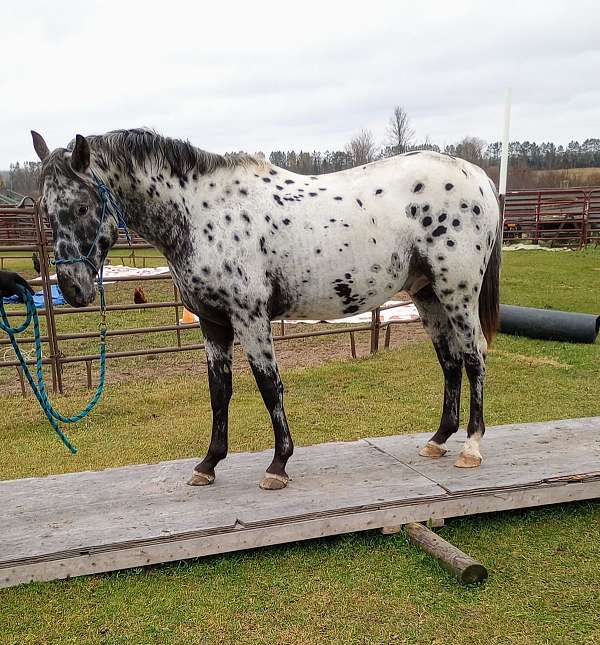 gap-program-appaloosa-horse