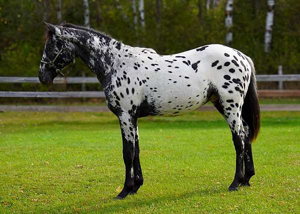 black-near-leopard-horse
