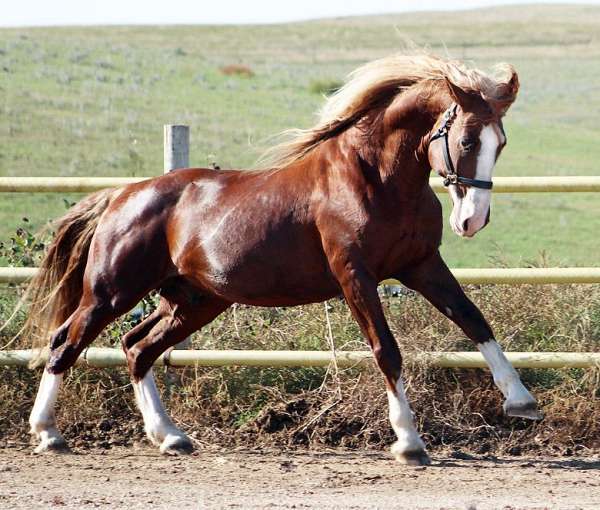 chestnut-wide-blaze-stockings-horse
