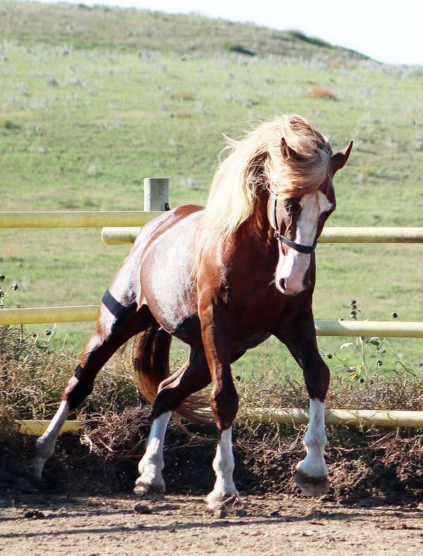 flaxen-mane-irish-draught-horse