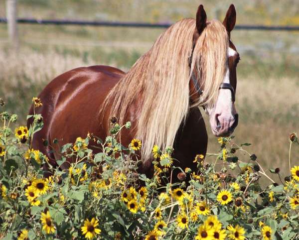 chestnut-flaxen-mane-horse