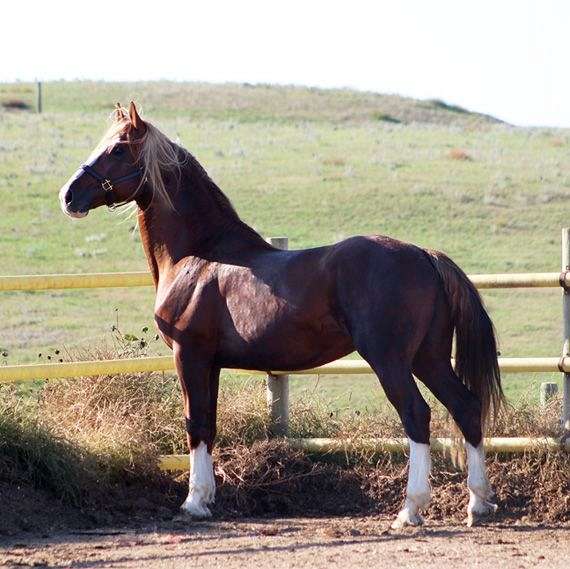 field-hunter-stallion