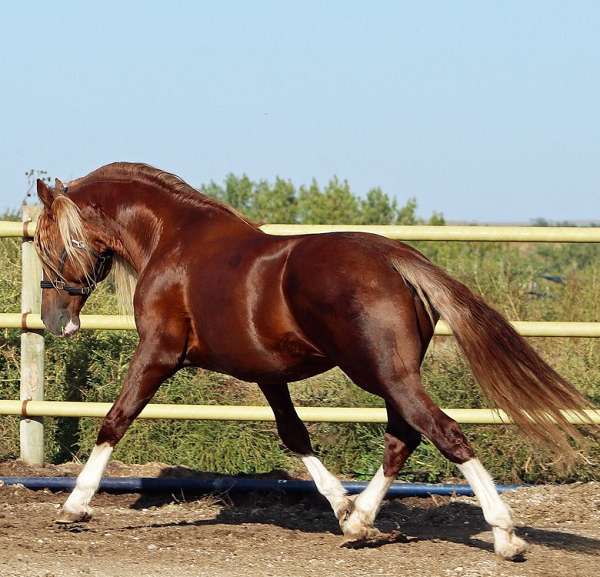 field-trial-stallion
