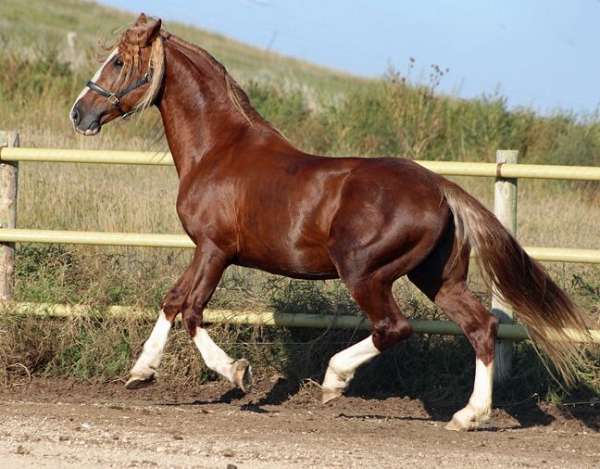field-hunter-horse