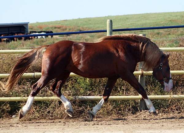 flaxen-mane-horse