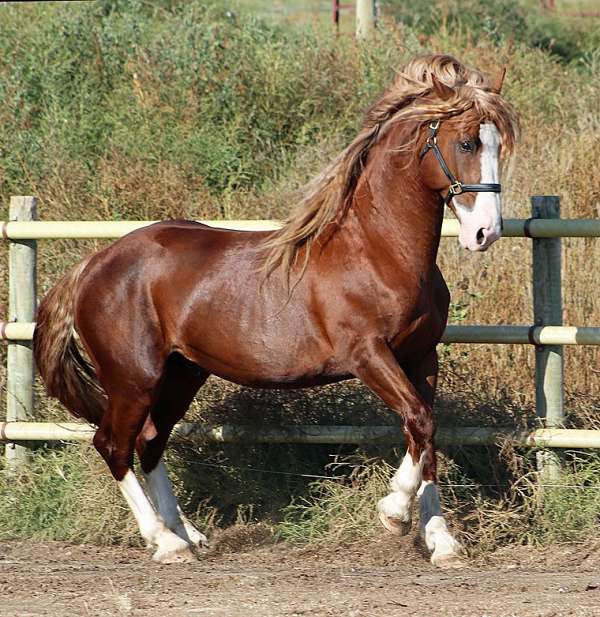 flaxen-mane