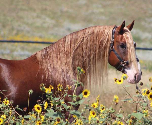 chestnut-idhsna-horse