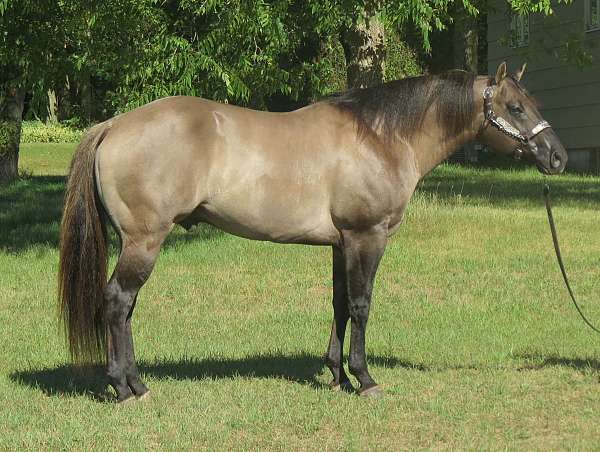 dun-stallion