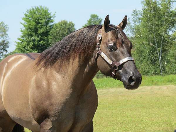 two-year-old-stallion