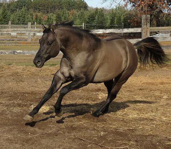15-hand-grulla-horse