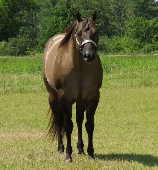 none-horse