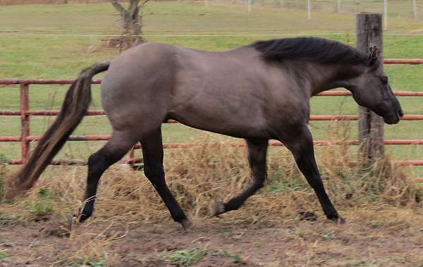 grulla-stallion