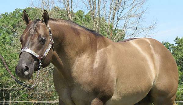 grulla-none-horse