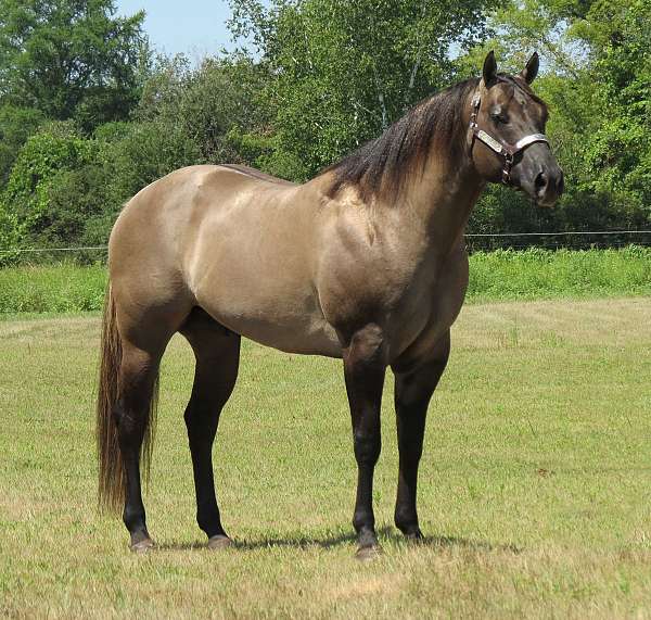 all-around-quarter-horse