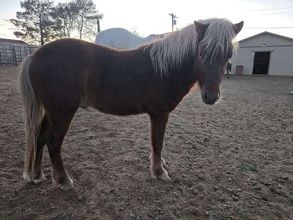 american-shetland-pony