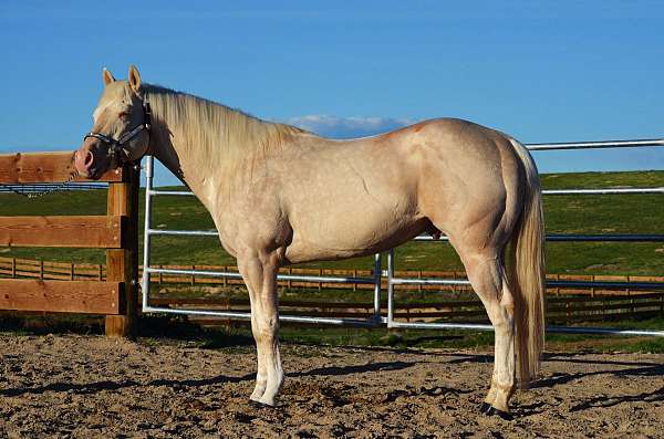 color-quarter-horse