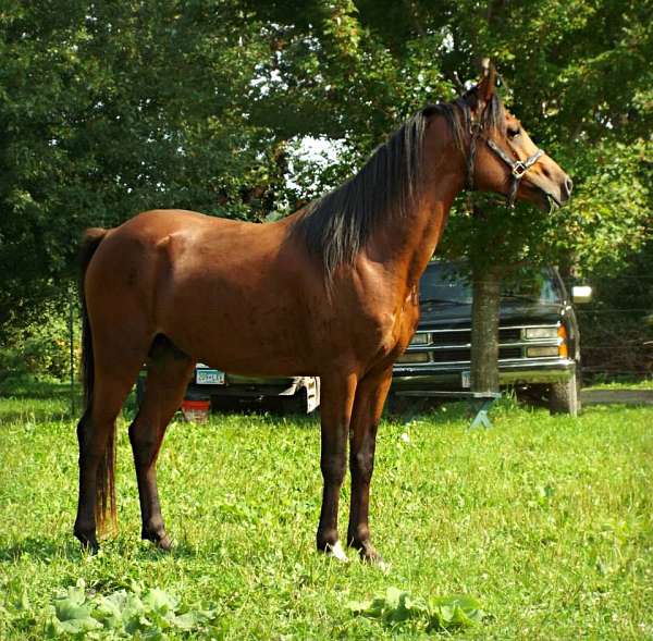 14-hand-arabian-stallion