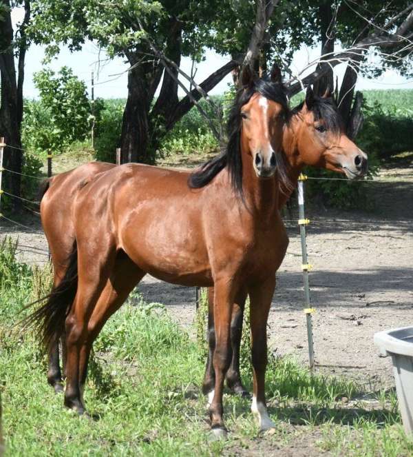 dead-broke-arabian-horse