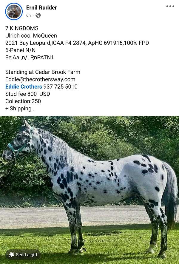 spots-all-over-horse