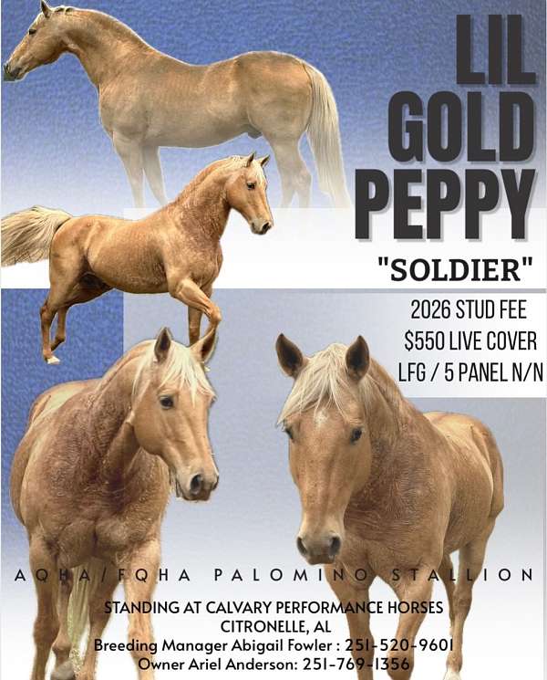 palomino-star-sock-horse