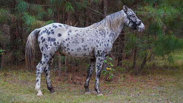 100-foundation-appaloosa-horse