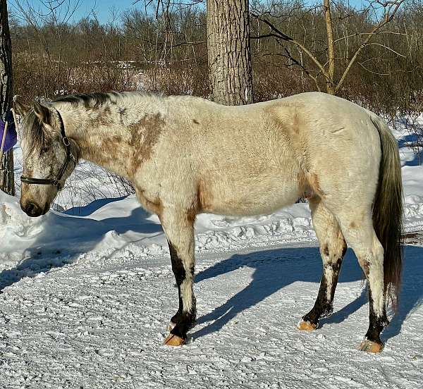 buckskin-fewspot-horse