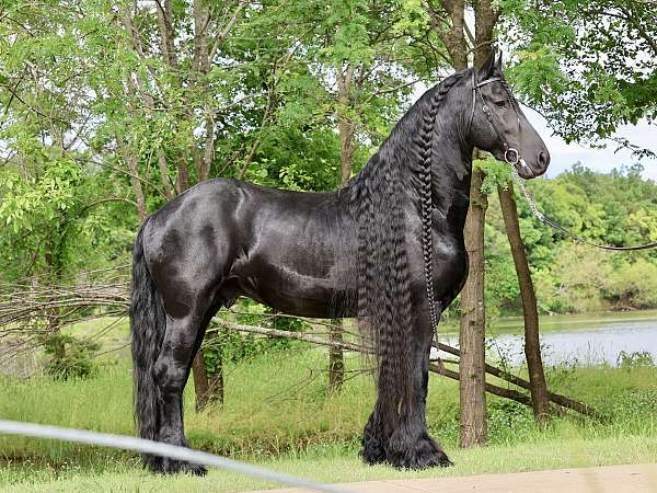friesian-stallion