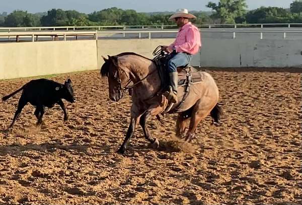 fqhr-quarter-horse