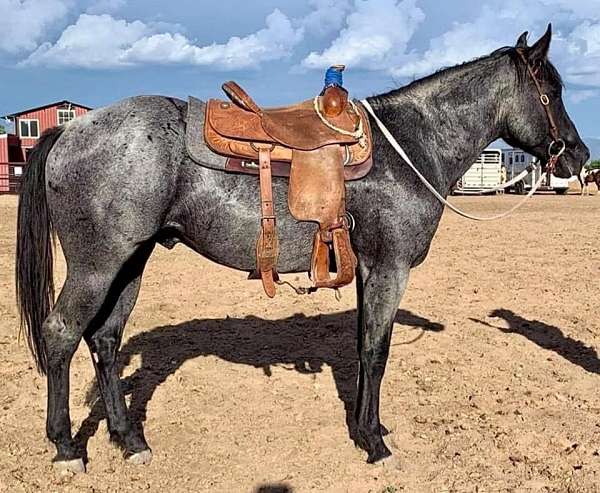 joe-hancock-quarter-horse