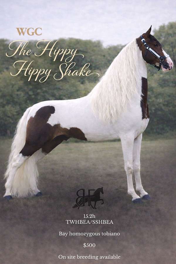 bay-tobiano-homozygous-horse