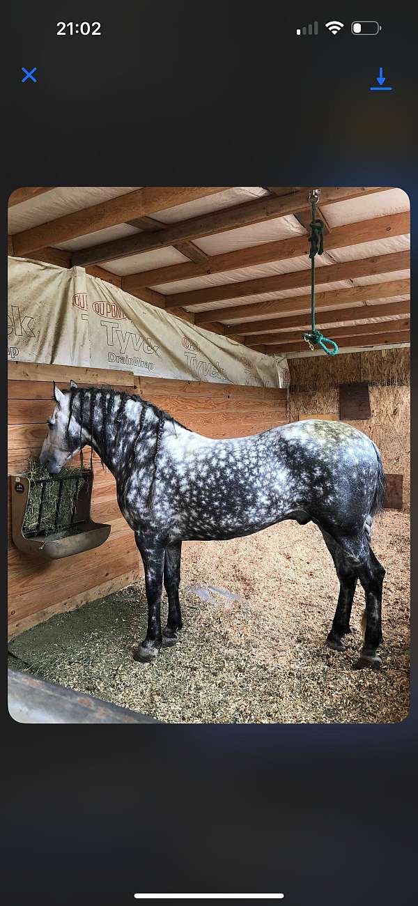 andalusian-stallion