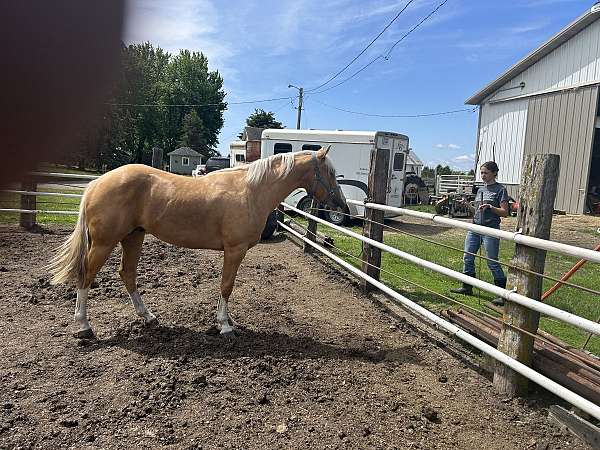 quarter-horse-stallion