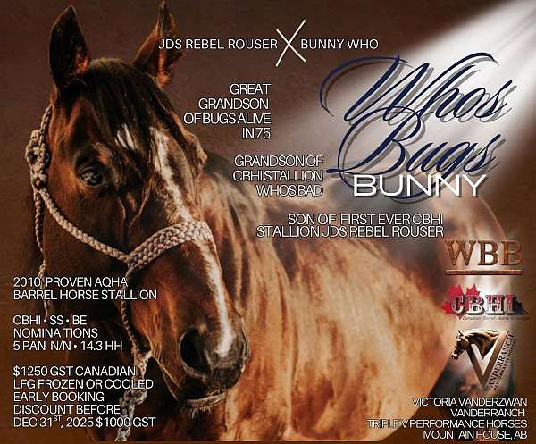 barrel-canadian-quarter-horse