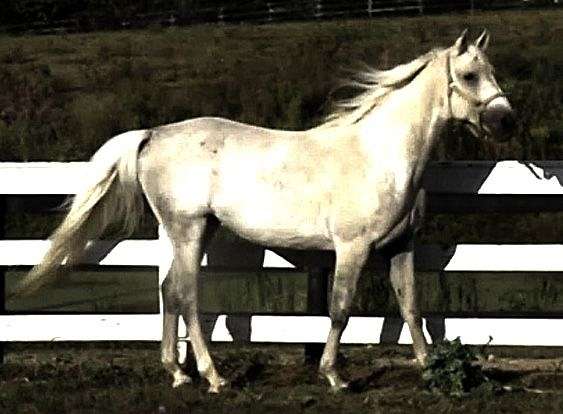 grey-blaze-horse