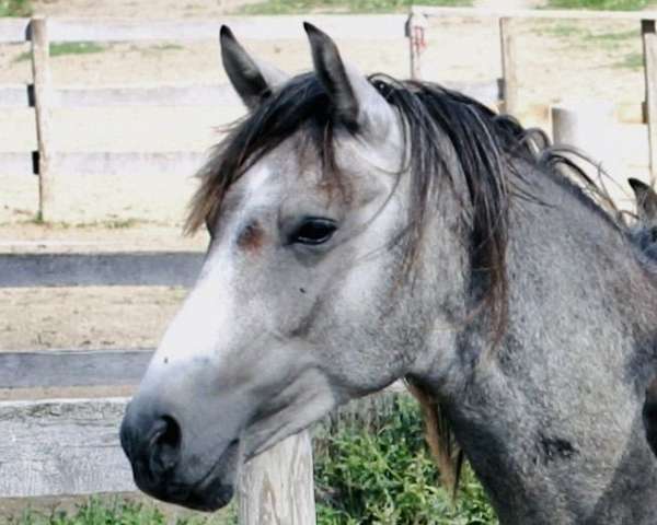 all-around-shagya-horse