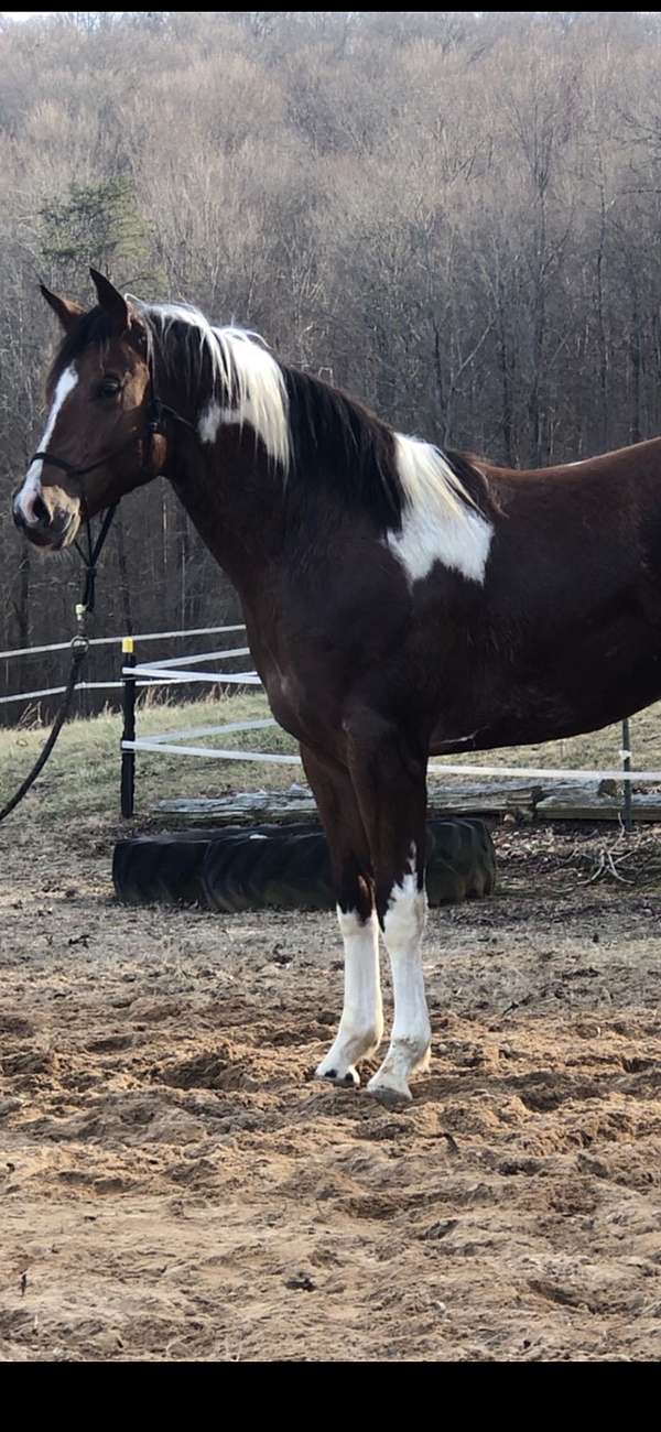champion-homozygous