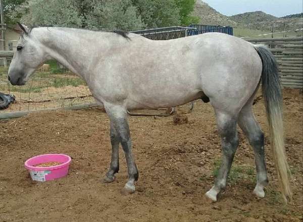 johnny-bull-quarter-horse
