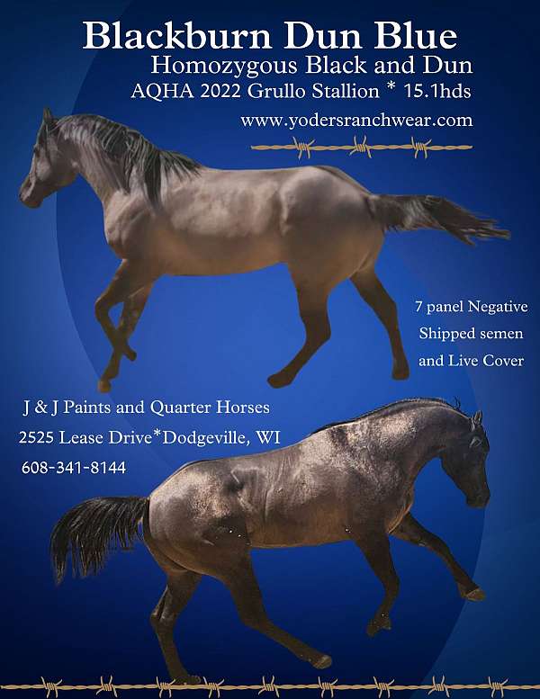 grullo-stallion-at-stud-quarter-horse