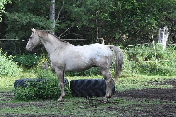champagne-appaloosa-for-sale