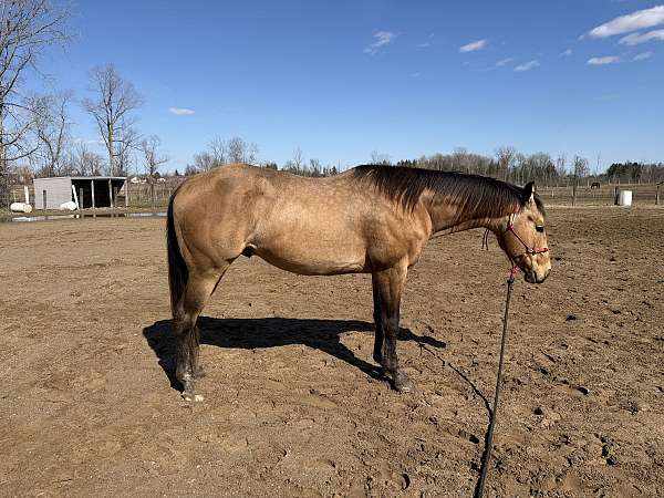 quarter-horse-stallion